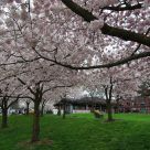 Cherry Canopy
