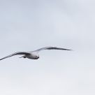 flying