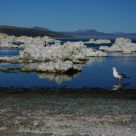 Mono gull at Mono Lake