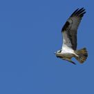 Osprey in Flight