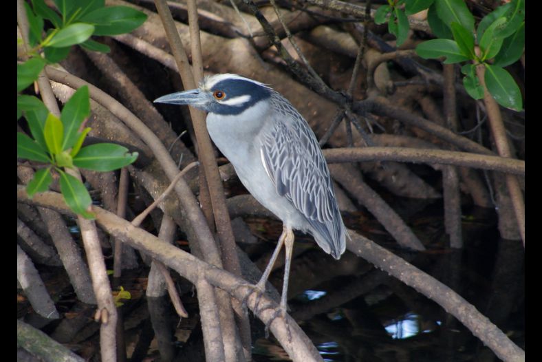 Yellow Crowned Night Heron