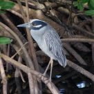 Yellow Crowned Night Heron