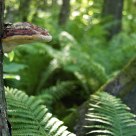 Fomitopsis pinicola