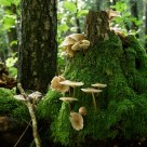 Mushroom forrest