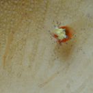 Mushroom Coral Ghost Shrimps