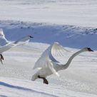 swan 2