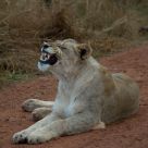 Early Morning Snarl