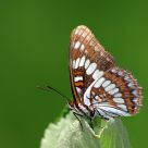 Butterfly, Lorquin's Admiral