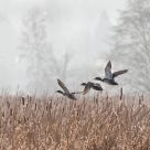 Morning Flight