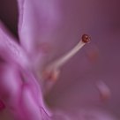 Azalea