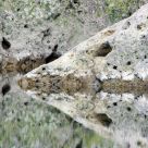Reflection In A Water Hole
