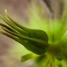 Flower's heart