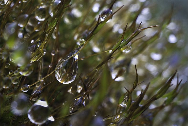 Drops