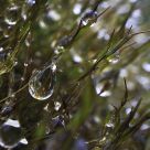 Drops