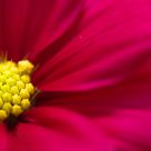Flower II