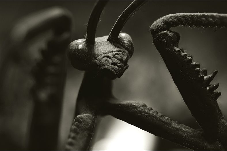 SheÂ´s a man-eater...