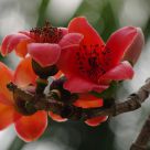 Tree Cotton