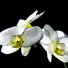 Orchids