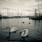 Curious Swans