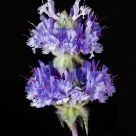 Thistle Sage