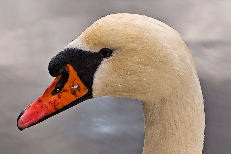 Wet swan.