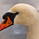 Wet swan.