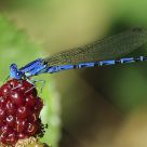 Damselfly, 