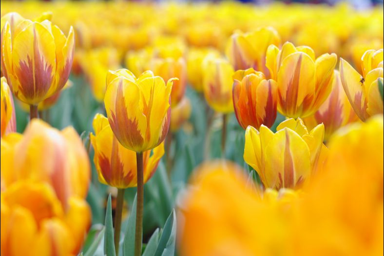 Tulip