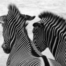 No matter if youÂ´re black or white!