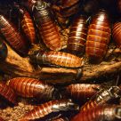 Bugs!