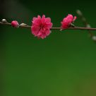 Florescence