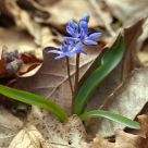 Blue Flower Of Spring