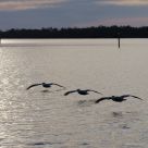 Pelican Squadron