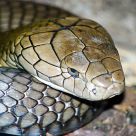 Snake, 