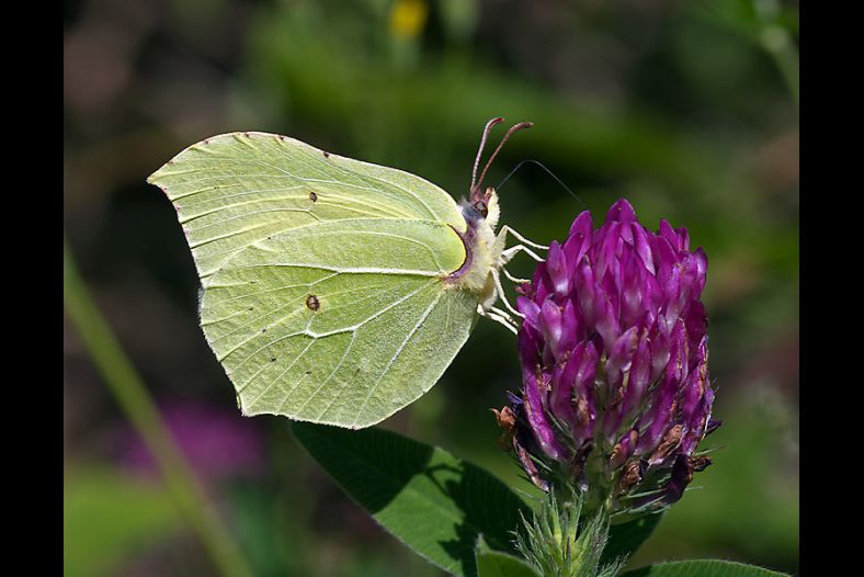 Brimstone butterfly