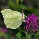 Brimstone butterfly