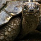 Tortoise Portrait