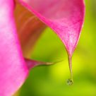 Pink Calla Lily & Water Gem