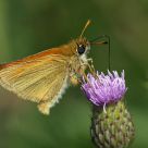 Skipper