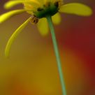 Yellow Pretty