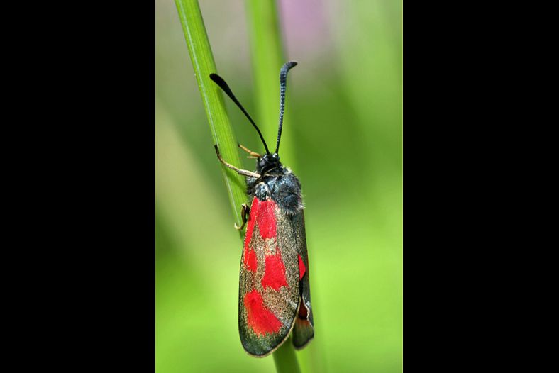 Zygaena viciae