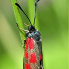 Zygaena viciae