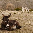 Donkeys