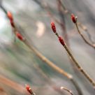 Reaching Red