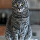 Captain Countertop