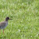 Redshank