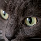the eye