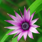 Wildflower Blooming