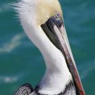 Pelican