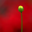 Standout